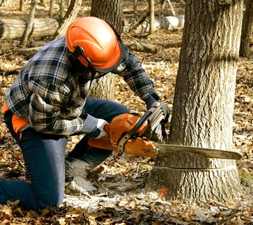Tree Removal in Nesmith, SC